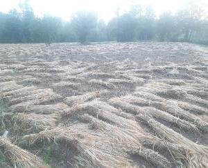 ओलावृष्टि व तूफान से बढ़ी किसानों की मुश्किलें, गेहूं की फसल हुई बर्बाद
