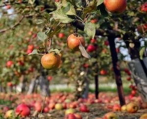 Himachali_orchardists_suffer_another_setback_as_import_duty_on_American_apples_also_reduced