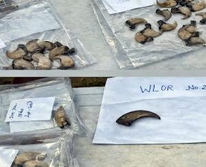 Shimla_Jewellery_shops_raided_in_Rohru_85_leopard_nails_and_5_teeth_recovered