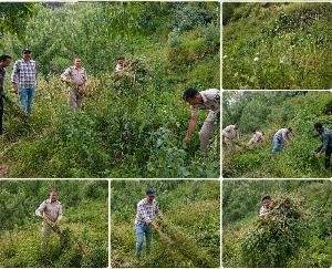 Two cases of illegal opium cultivation busted in Chirgaon area; 3,591 opium plants seized.
