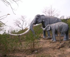 State's elephant corridor to be built in Sirmaur; crops will not be damaged.