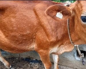 Lumpy virus outbreak in Kunihar, 120 animals infected: eight animals died