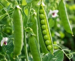 Pea seeds available at ₹70 per kg; major relief for farmers ranging from wheat sowing to off-season vegetable cultivation.