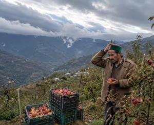 Apple trade halved due to weather impact; Himachal suffers ₹1,000 crore loss.