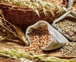 Wheat seeds to cost more for farmers; government sets subsidy levels