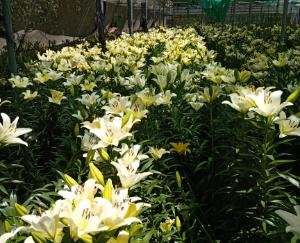 लाखों रुपए के फूलों की तैयार फसल की कंपोस्ट खाद बनाने के लिए मजबूर किसान