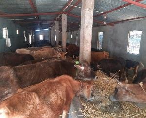 1999 से गौवंश की सेवा में लगी है ठाकुर हरिदास मैमोरियल गऊ सेवा समिति