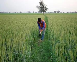 खेतों तक पहुंची मोबाइल क्रांति, व्हाट्सएप से हो रहा है किसानों की समस्याओं का समाधान