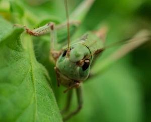 टिड्डी दल के हमले की आशंका, अलर्ट जारी