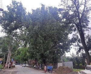 कुनिहार जनपद में सफेदा व पॉपुलर के विकराल पेड़ो के कारण कभी भी हो सकता है बड़ा हादसा