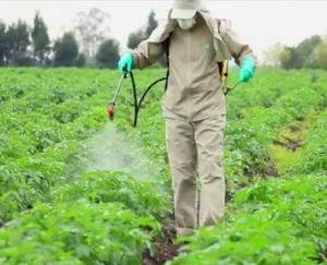 छिड़काव करते समय मास्क, दस्ताने, चश्मा और एपरन का प्रयोग जरूर करें : डाॅ. विनोद शर्मा