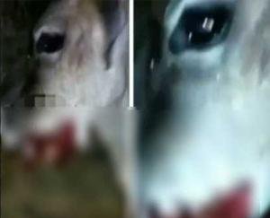 पकड़ा गया गर्भवती गाय को विस्फोट से घायल करने वाला आरोपी 