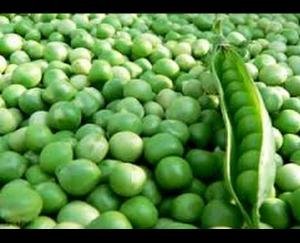 लाॅकडाउन के दौरान प्रदेश से पड़ोसी राज्यों को भेजी 6.82 लाख क्विंटल हरे मटर 