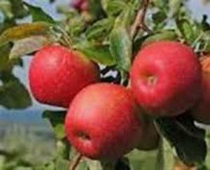 सेब सीजन के दृष्टिगत आवश्यक आदेश