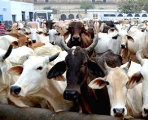 जिला में आवारा पशुओं को आश्रय देने के लिए 12 गौ सदन कार्यरत