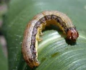 कृषि विभाग द्वारा ‘फाल आर्मी वोर्म’ कीड़े से बचाव के लिए परामर्श जारी