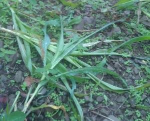 आंधी तूफान के बाद अब किसानों की फसल पर अज्ञात कीड़ों का केहर