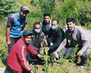 नवयुवक मंडल गांवसारी नें रौपे देवदार के पौधे
