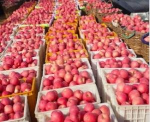 मण्डियोें में पहुंची 8.70 लाख से अधिक सेब की पेटियां