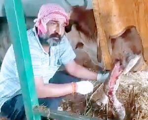 वर्षों से अपाहिज गौवंश के नाम नहीं हुई जमीन