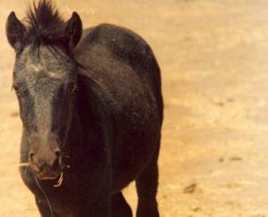 विलुप्तप्राय चामुर्थी घोड़ों के संरक्षण में सफल रहे हिमाचल सरकार के प्रयास