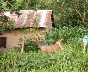 wild-animals-destroying-crops