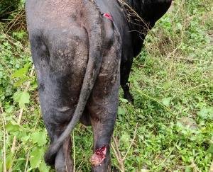 Injured-destitute-animal-with-a-sharp-weapon