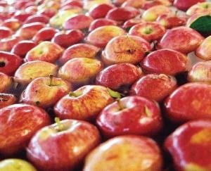 सेब-की-मार्केट-में-दाम-गिराने-की-साज़िश-का-हो-पर्दाफाश-:-लक्ष्मन-नेगी