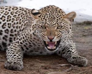 sighting-of-Leopard