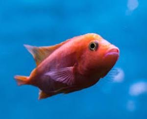 आरएएस तकनीक के उपयोग से भूमि आधारित मछली पालन शुरू करेगा हिमाचल प्रदेश 