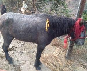 horse-exhibition-cancelled-in-rampur