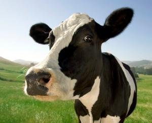 घनागुघाट के प्रधान धनीराम रघुवंशी ने सरकार से पशु डिस्पेंसरी को अपग्रेड कर पशु चिकित्सालय बनने की मांग की