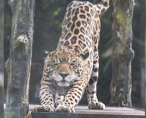 Increase-in-the-number-of-leopards
