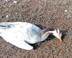 birds-dying-in-himachal-pradesh-pong-dam-due-to-flu