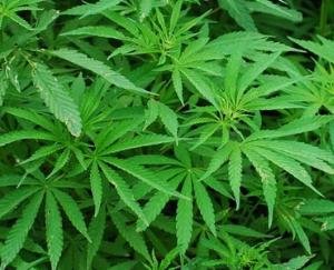 2200kg-of-marijuana-seized-from-a-truck-near-Delhi