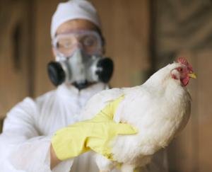 bird-flu-in-up-yogi-adityanath-government-on-high-alert