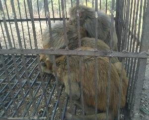 वनमंडल कुनिहार के दाड़लाघाट वन विभाग द्वारा बंदरों की नसबंदी अभियान जारी