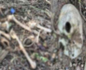 Skeleton found in Chanju Nala of Churah region