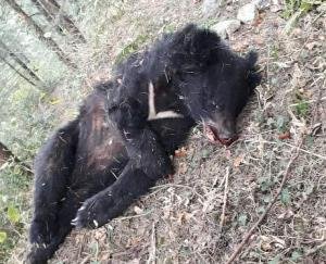 Dead body of a female bear found in Dalhousie, department engaged in investigation