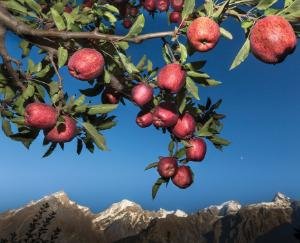 Horticulture Development Mission: 18 crore annual plan to Shimla district