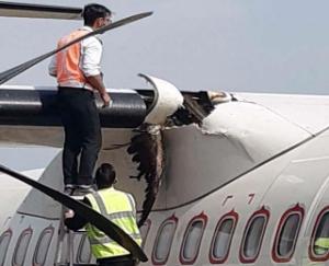 Birds crashed into aircraft during landing at Gagal