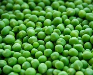 High demand for Himachal hill peas in Bangalore, sold up to Rs 120 per kg