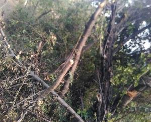 darlaghat-solan-news-himachal-9-april